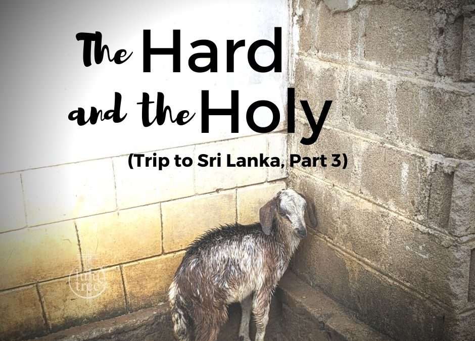 The Hard & The Holy: Trip to Sri Lanka, Part 3